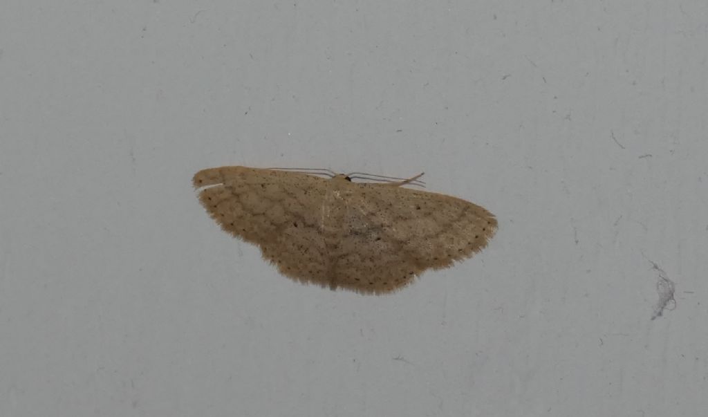 Scopula minorata (Geometridae)